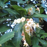 <i>Cyrtophyllum fragrans</i>  (Roxb.) DC.